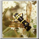 Tenthredo omissa - Blattwespe w08.jpg